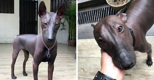 Пользователи сети не смогли определиться, кто на фото: собака или статуя. И их можно понять