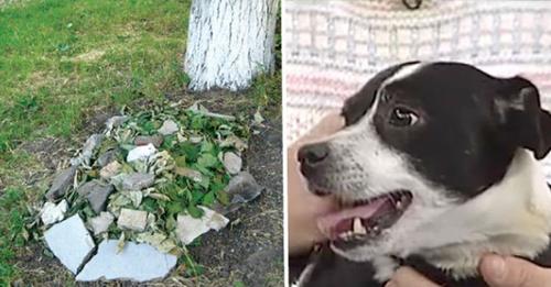 Похороненный пес, которого сбила машина, через 14 часов снова стоял под дверью хозяев