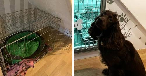 Хозяева решили переселить собаку, которая всю жизнь жила в клетке, построив ей шикарную комнату под лестницей