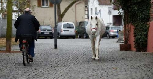 В течение 14 лет франкфуртская лошадь прогуливается утром в одиночестве