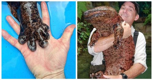 Чудо из Азии: 7 интересных фактов о японской исполинской саламандре