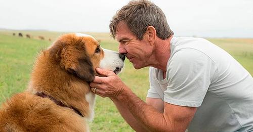 Мужчина-пенсионер потратил все свои деньги на спасение жизни своей собаки