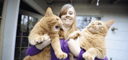 15 кошек, которые доказывают, что размер имеет значение