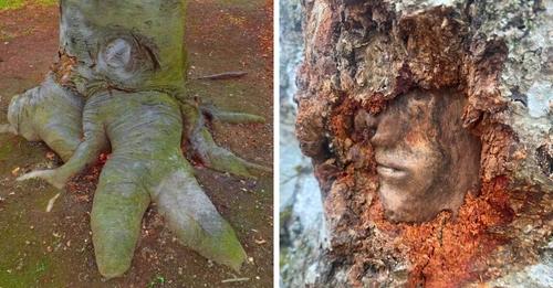 15 примеров крайне необычных деревьев, которые не то удивляют, не то пугают своим обликом
