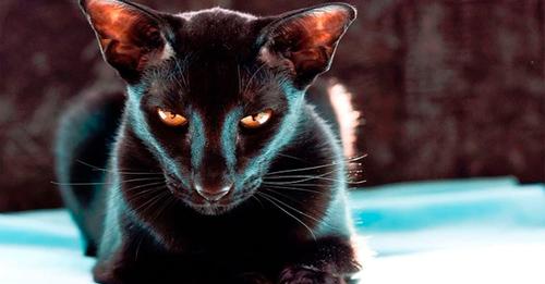 Поосторожнее с этими котиками: ТОП-10 злых пород