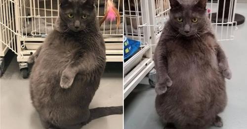 Бруно — бездомный толстый кот с пятью пальцами, которого взяли домой с забавными условиями