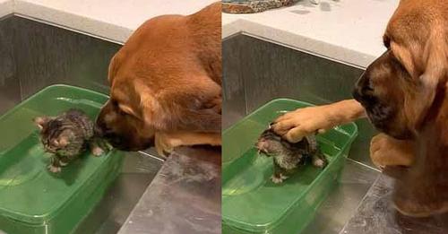 Большая собака успокаивает котенка, принимающего первую ванну в новом доме