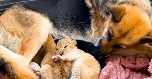 Собака, которая терпеть не может кошек, взялась выкармливать двух львят