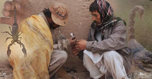 Курение мертвых скорпионов – экзотическая наркозависимость из Пакистана