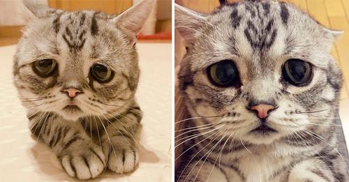 Луху — самая грустная кошка в мире (9 фото)
