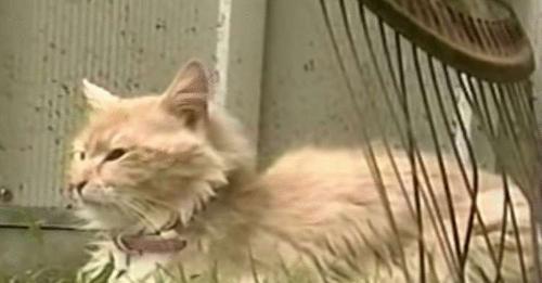 Кошка, которая недавно потеряла котят, украла у собаки новорожденных щенков.
