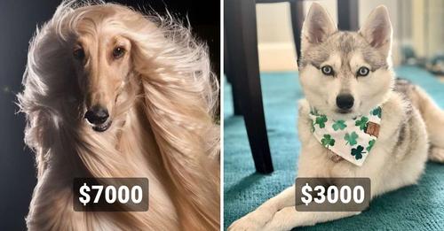 Лучший друг человека на миллион: 15 самых дорогостоящих пород собак, цены на которые сильно кусаются