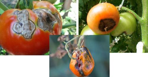 Если томаты начинают гнить прямо на ветке, то их тут же нужно подкормить простым раствором
