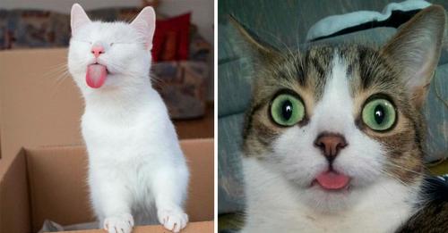 Смешные кошки с высунутыми языками (17 фото)