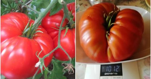 Подкармливаю томаты в мае-июне содой, золой и дрожжами: плоды вырастают по килограмму
