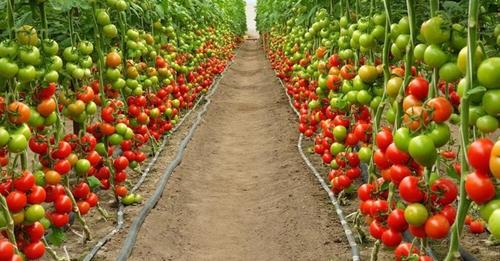 Увеличиваем урожайность томатов в 10 раз одной хитростью и без химии