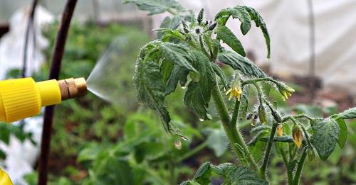 Чем я опрыскиваю томаты в период цветения для хорошего завязывания плодов