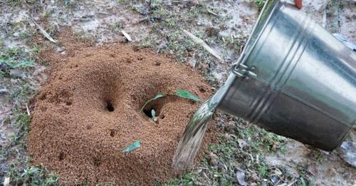 Муравьи надолго забудут дорогу на ваш участок: эффективный метод борьбы с муравьями