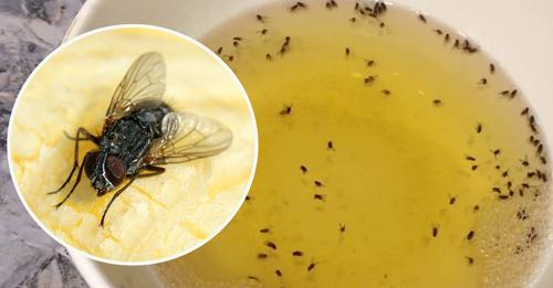 Как избавиться от мух в доме: способ, проверенный годами