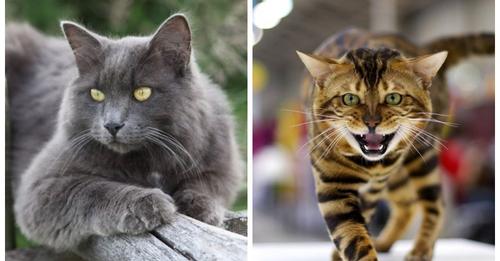Редкие породы домашних кошек, поражающих своей красотой