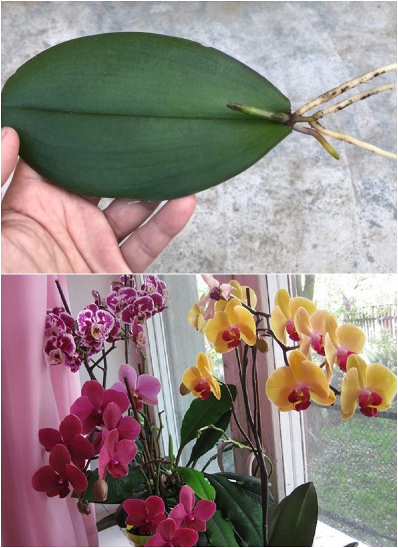 Простейший способ размножения орхидеи листком: результат всегда радует