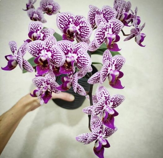 Больше вообще не поливаю орхидеи, а они и рады – все зацвели как никогда. Научила всех подруг