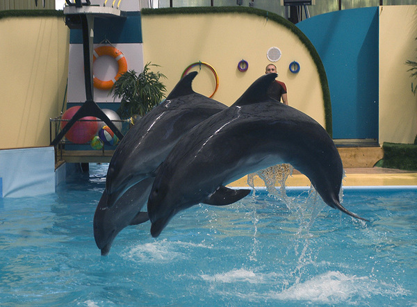 Где находится дельфинарий в Ростове на Дону?