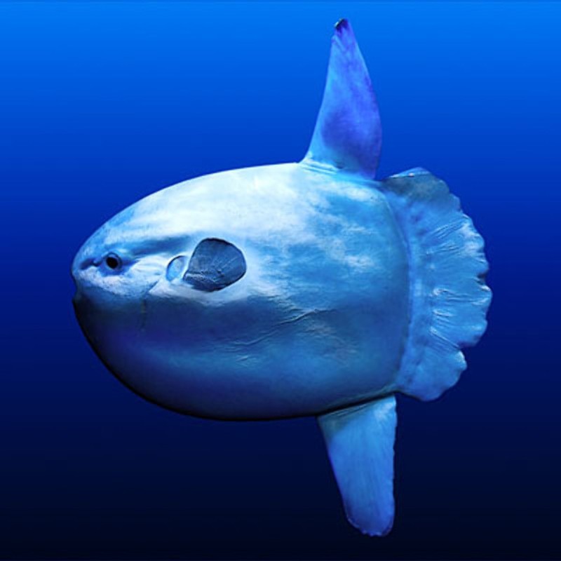 Луна-рыба – самая крупная из костистых рыб