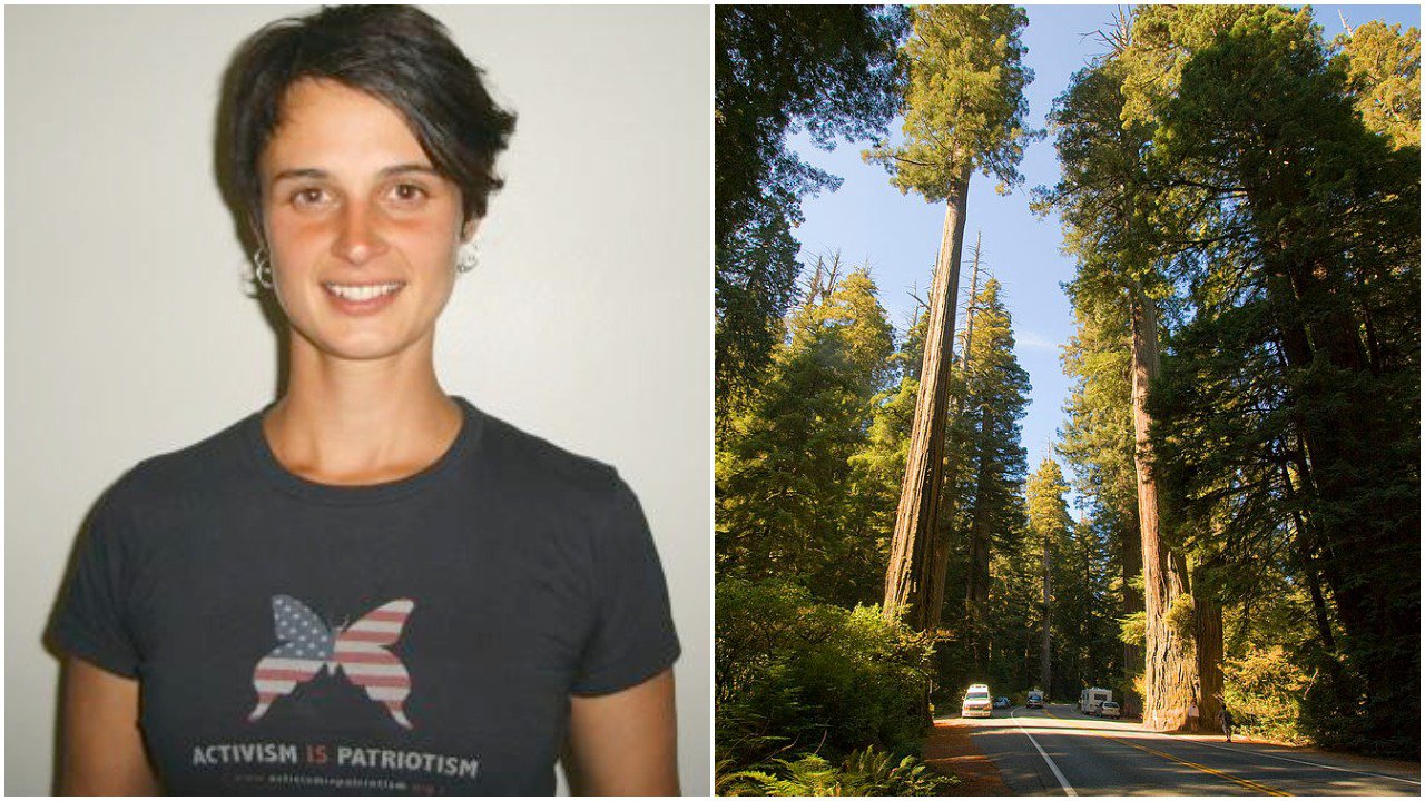 Девушка 738 дней жила на 55-метровой секвойе, чтобы уберечь многовековое дерево от вырубки
