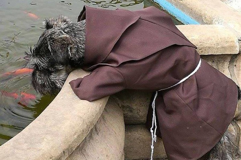 Первая собака-монах, которая живёт в монастыре и наслаждается своей новой просветлённой жизнью