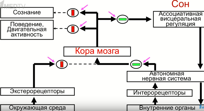 Иван Пигарев: Висцеральная теория сна