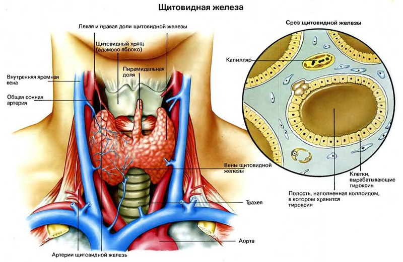 Упражнения для оздоровления щитовидной железы