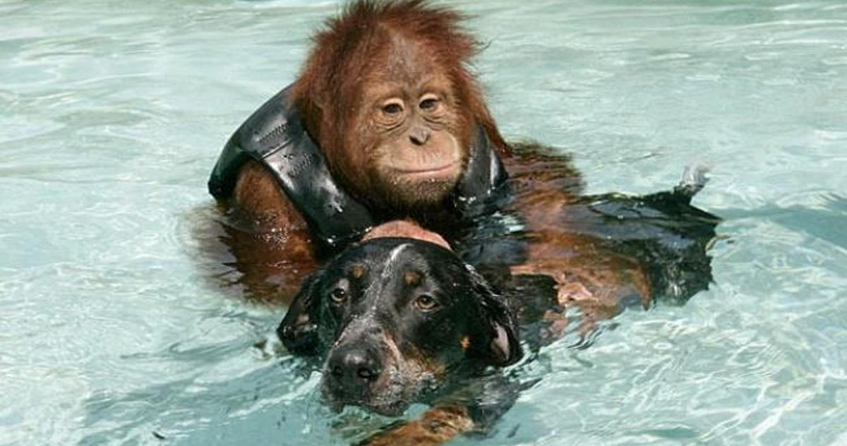 Шимпанзе плавает. Обезьяны умеют плавать. Орангутан умеет плавать обезьяна орангутан умеет плавать. Обезьяны не плавают?. Обезьяна плывет.