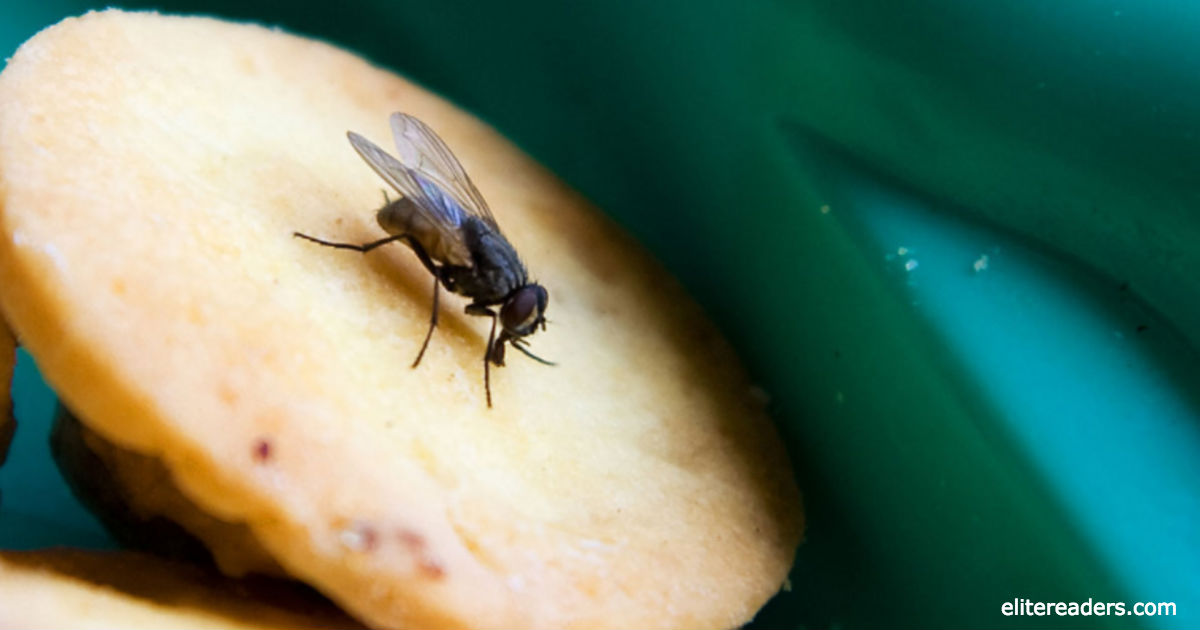 Вот что НА САМОМ ДЕЛЕ происходит с вашей едой, когда на нее садится муха! 