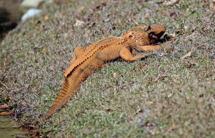 В Америке был замечен необычный оранжевый аллигатор