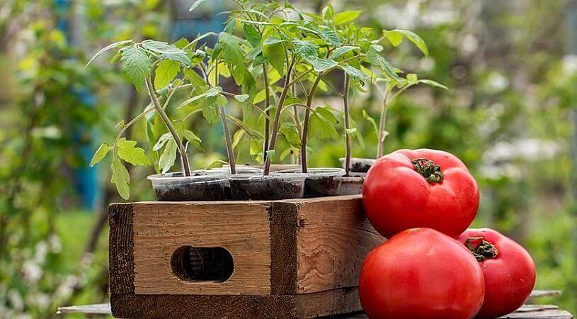 Секреты высадки рассады томатов
