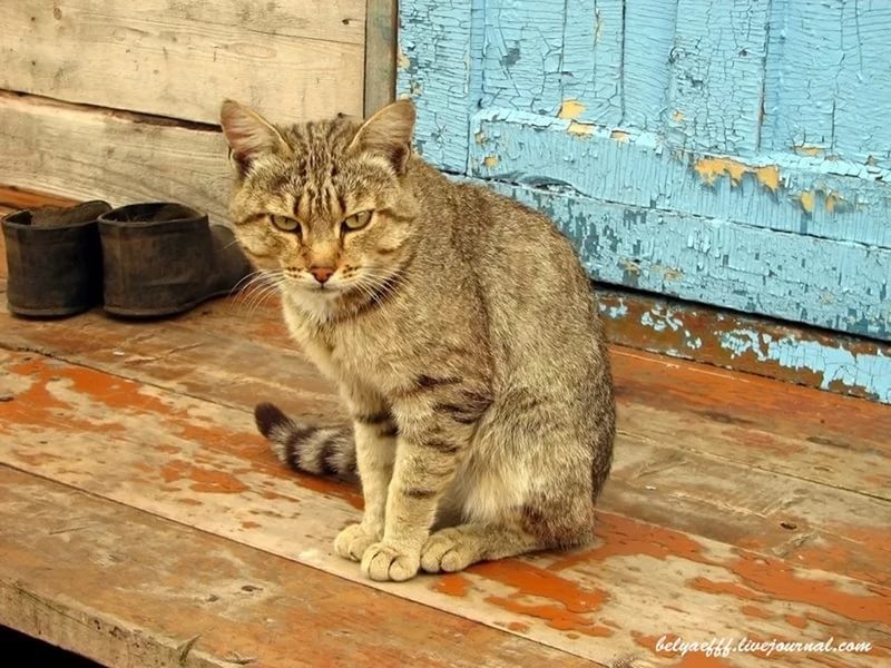 Суета вокруг кота