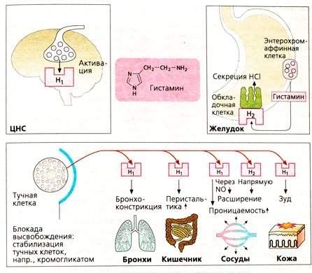 Гистаминовый цикл 1: что такое гистамин