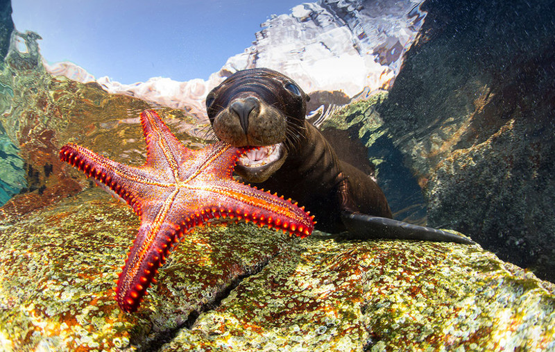 Самые впечатляющие работы конкурса подводной фотографии Underwater Photographer of the Year 2017