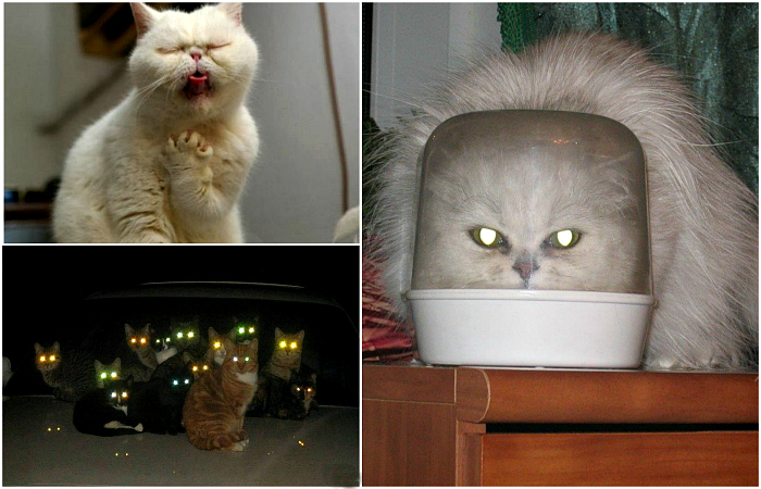 17 впечатляющих снимков о том, что коты - пришельцы с другой планеты