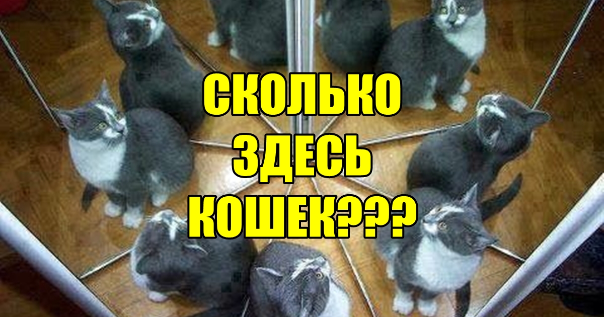 Сколько кошек на фото? С первого раза не может угадать НИКТО! 